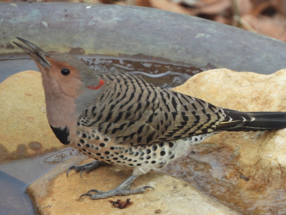 Northern Flicker - Jacob Tsikoyak