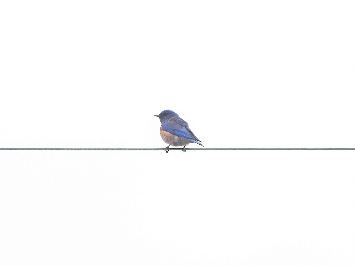 Western Bluebird - ML612416899