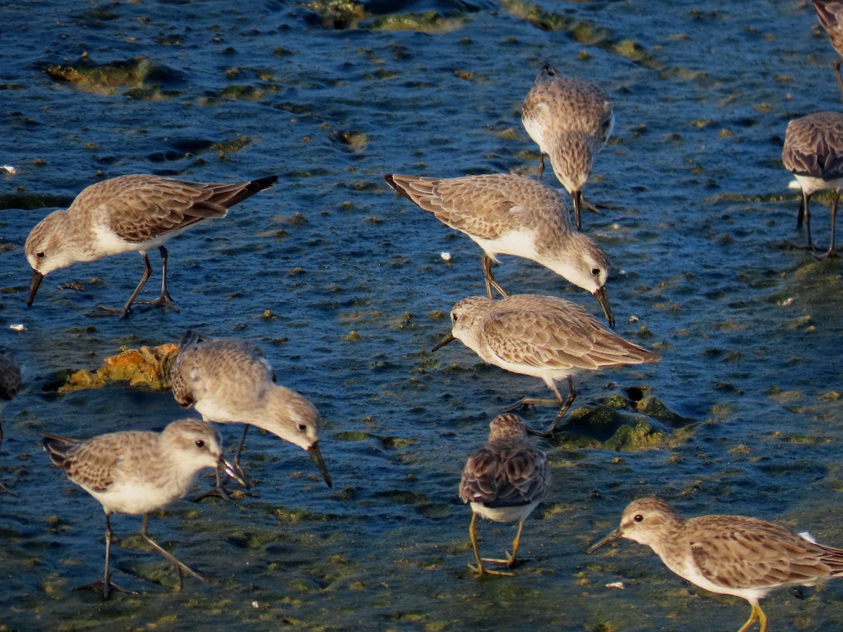 Least Sandpiper - ML612416920