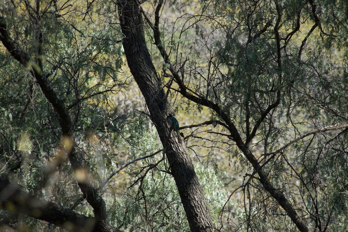 Elegant Trogon (Coppery-tailed) - ML612416950