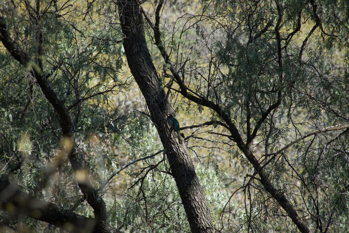 Trogon élégant - ML612416950