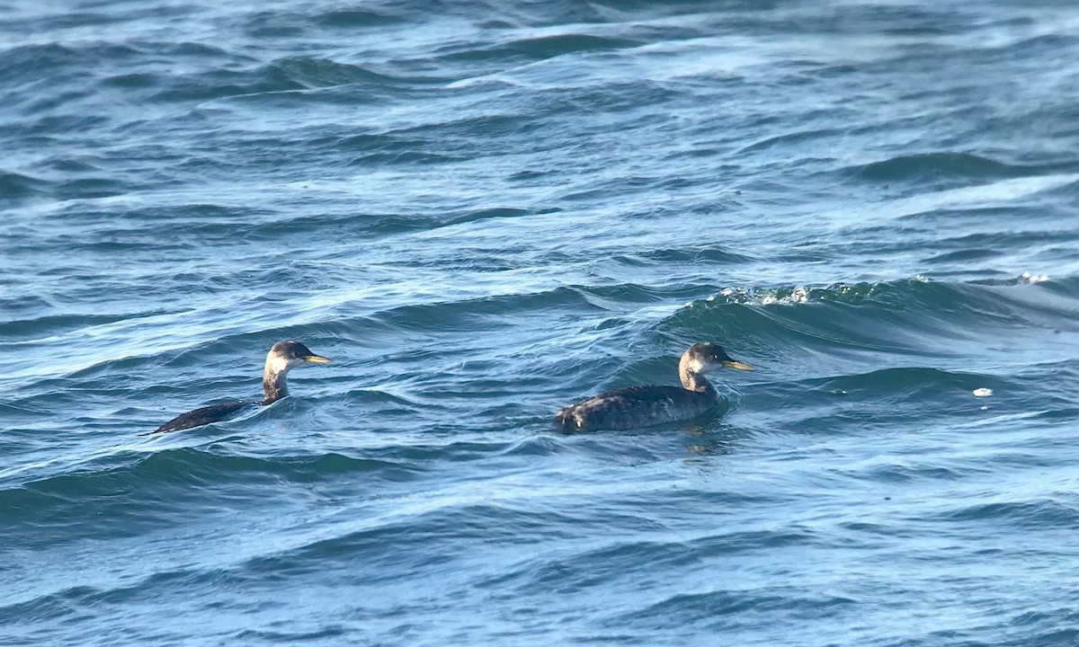 Буурал шунгуур - ML612416978