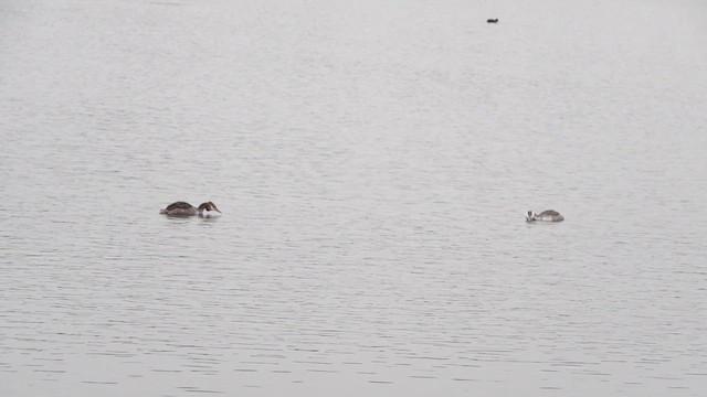 Great Crested Grebe - ML612417029