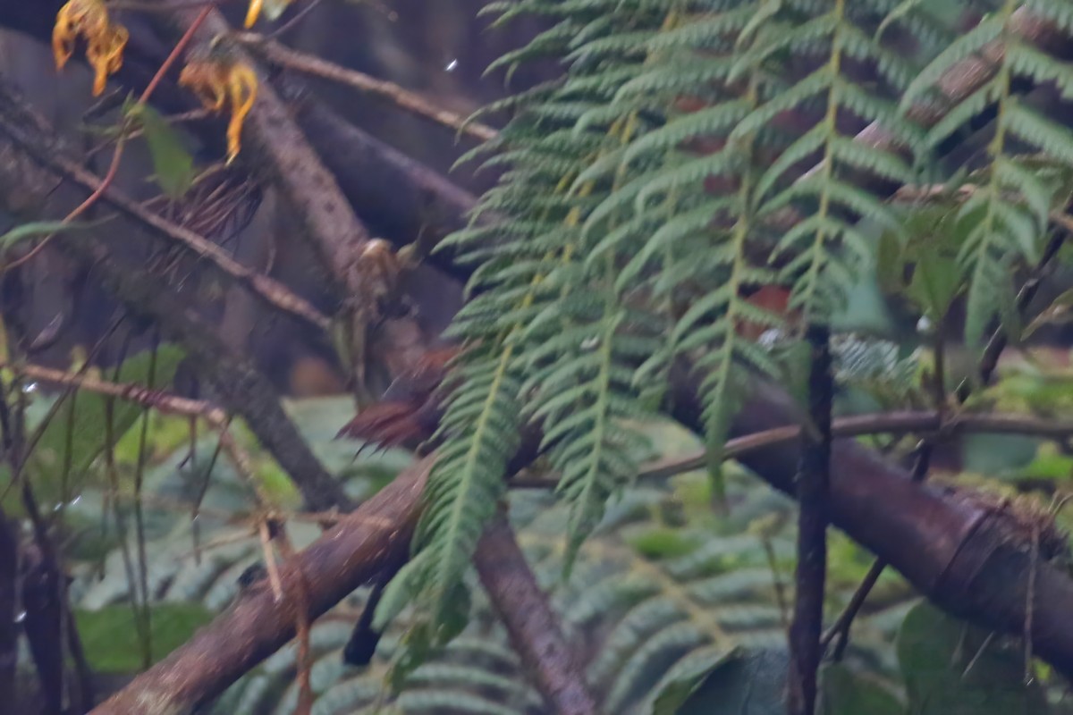 Rufous Spinetail - Greg Scyphers