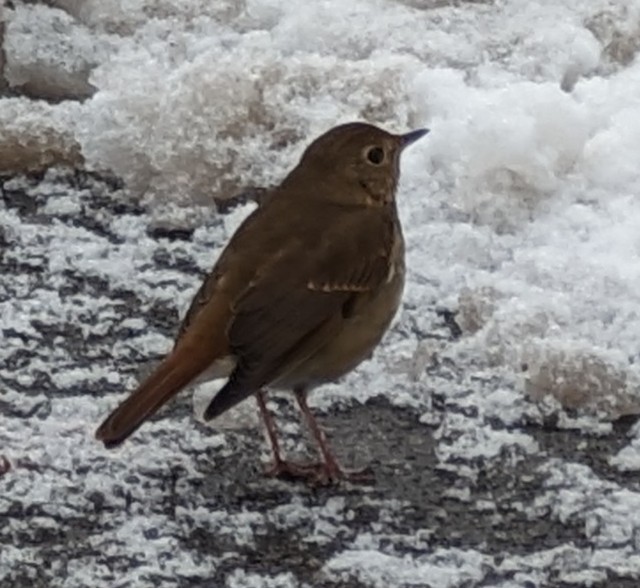 Hermit Thrush - ML612417077