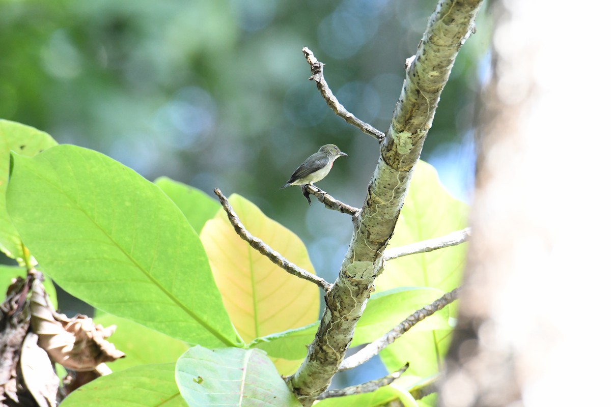 Olive-crowned Flowerpecker - John Cooper