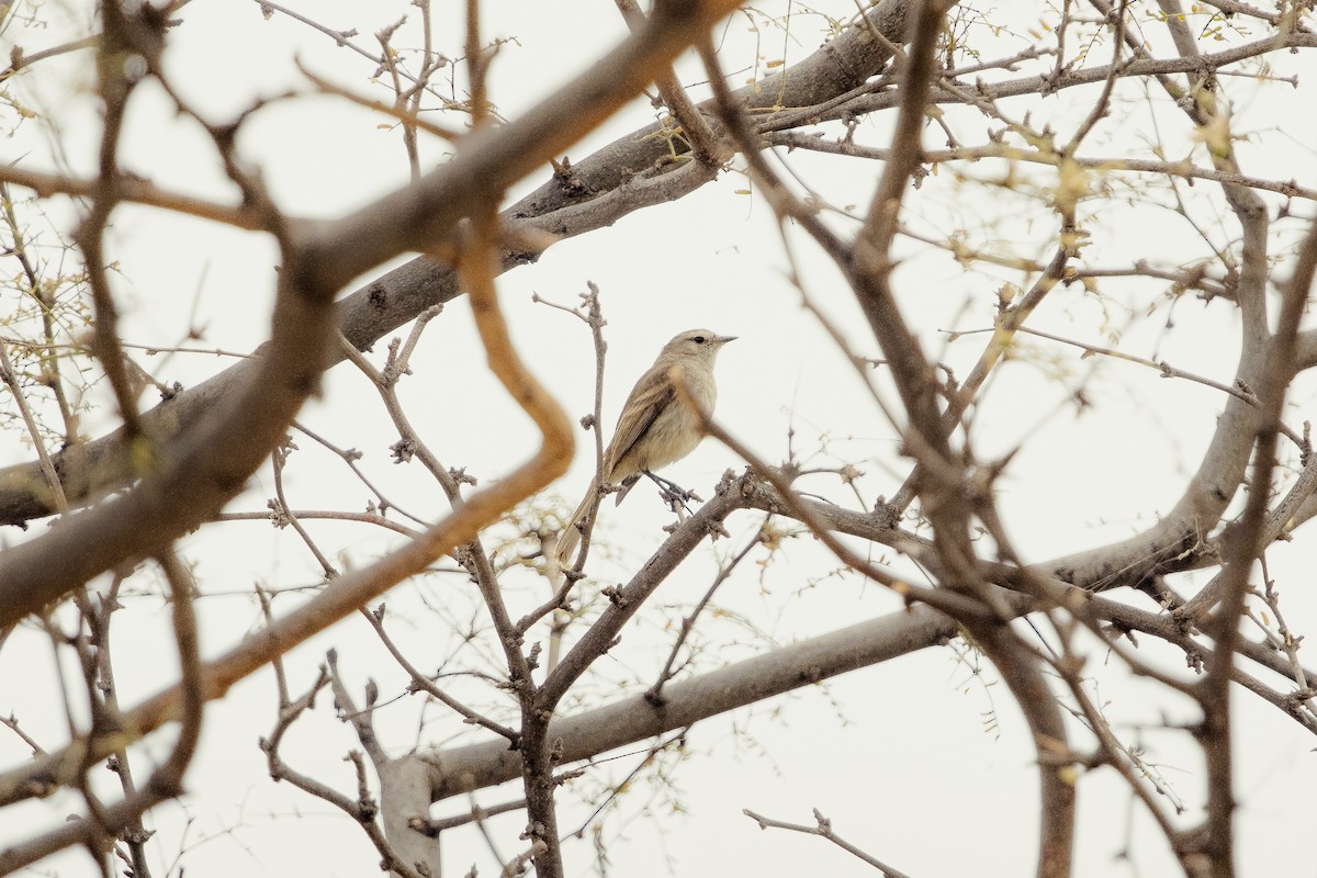 Tumbes Tyrannulet - ML612417141