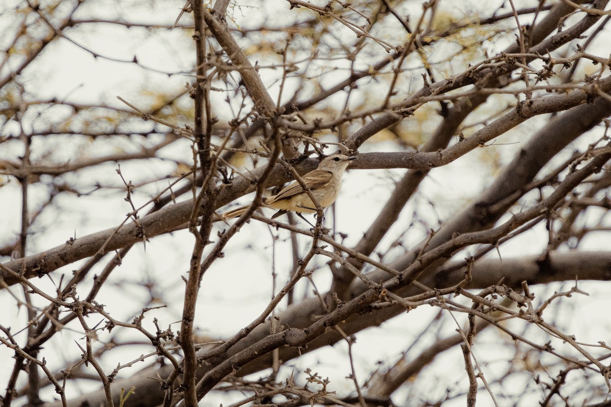 Tumbes Tyrannulet - ML612417142