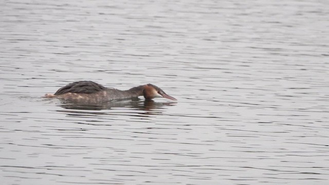 Great Crested Grebe - ML612417146