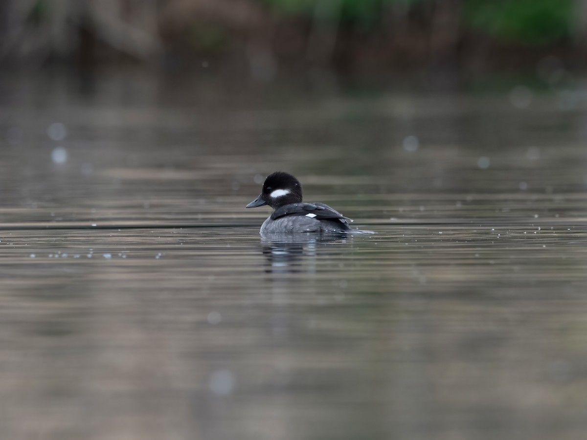 Bufflehead - Thirumalai Suresh