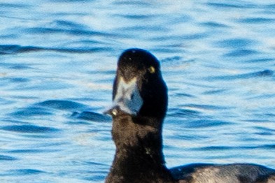 Greater Scaup - ML612417209