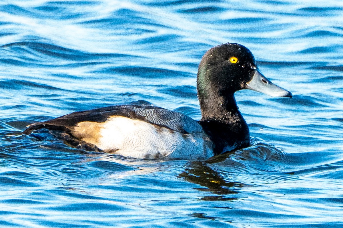 Greater Scaup - ML612417210