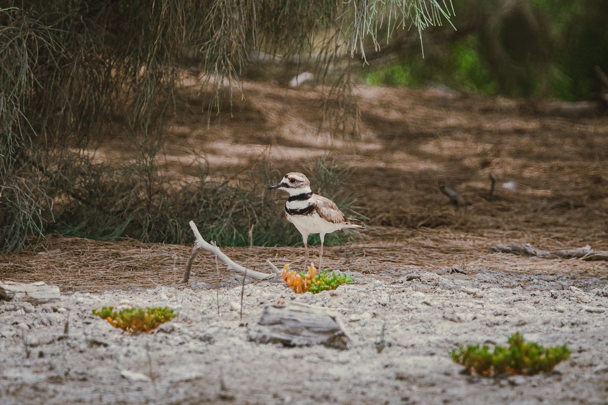 Killdeer - ML612417260