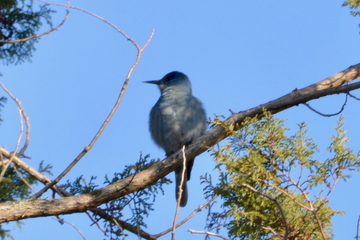 Pinyon Jay - ML612417293