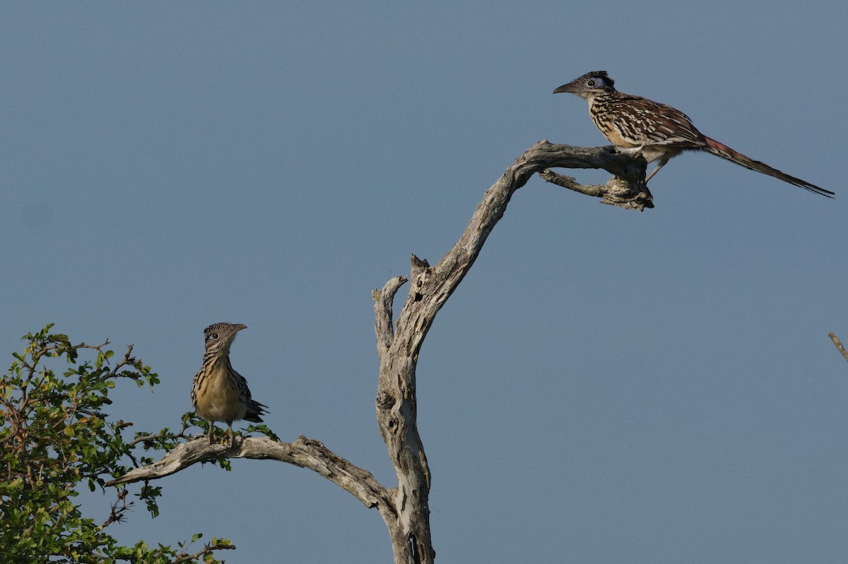 Lesser Roadrunner - ML612417321