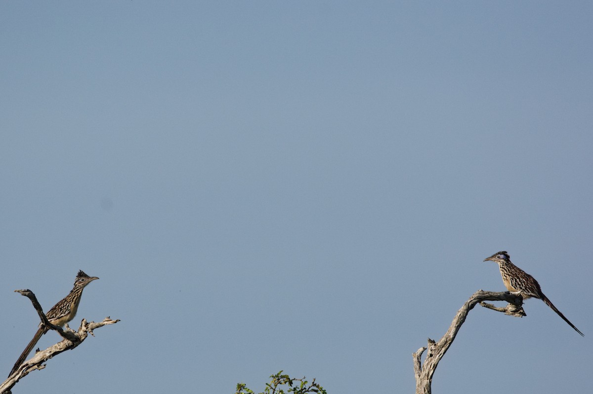 Lesser Roadrunner - ML612417322