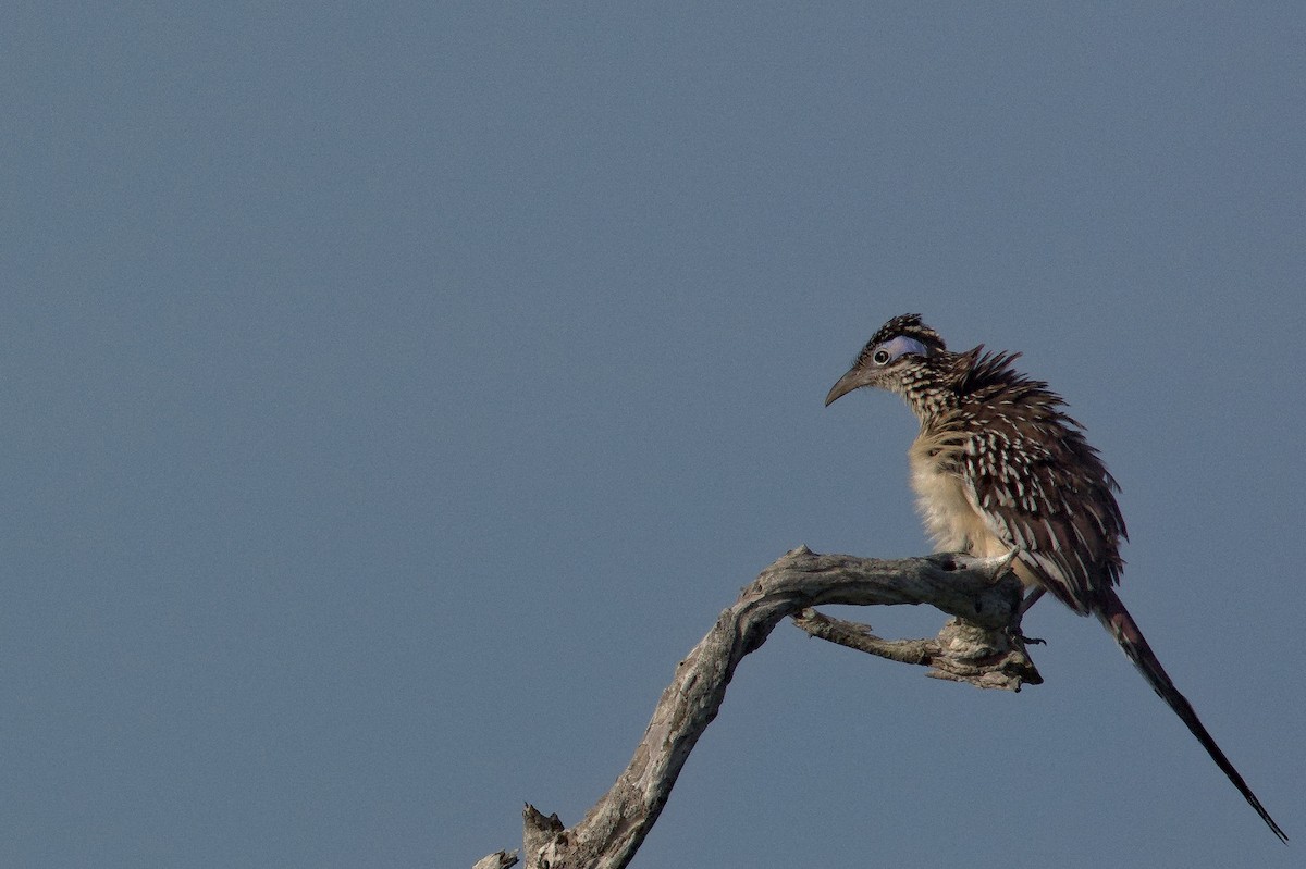 Lesser Roadrunner - ML612417325