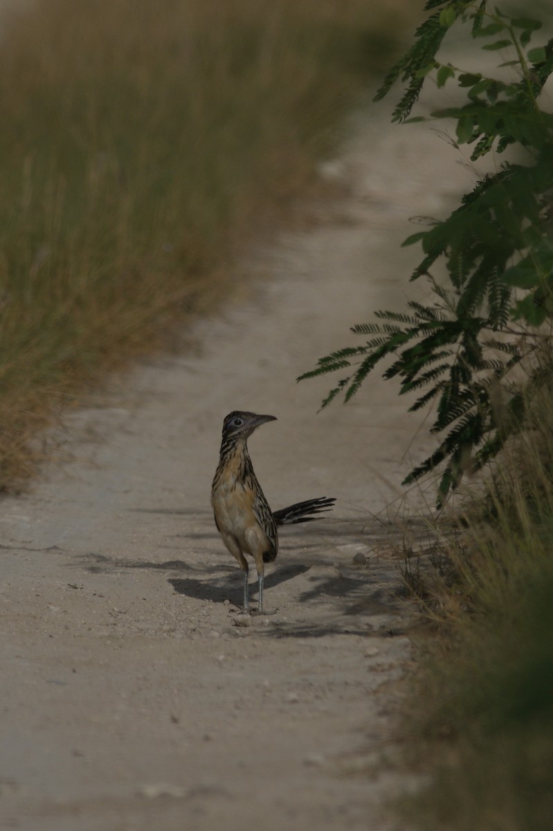 Lesser Roadrunner - ML612417331