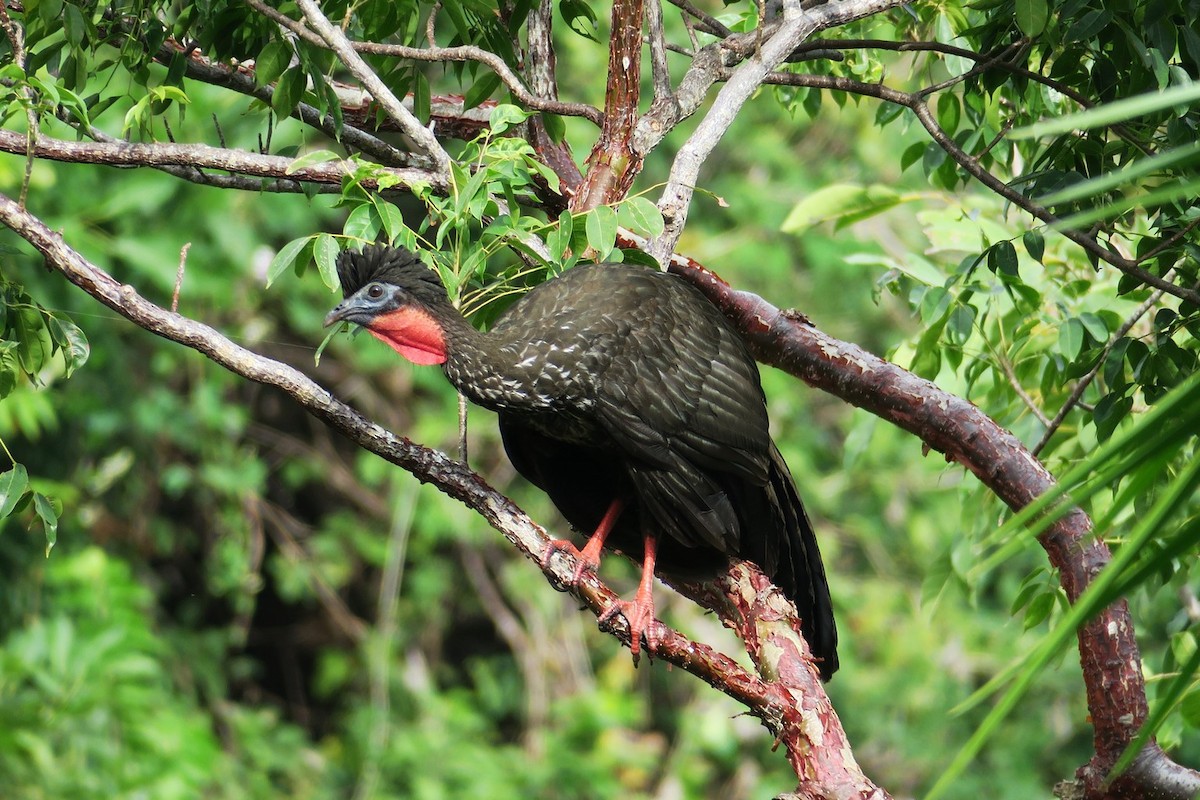 Crested Guan - ML612417446