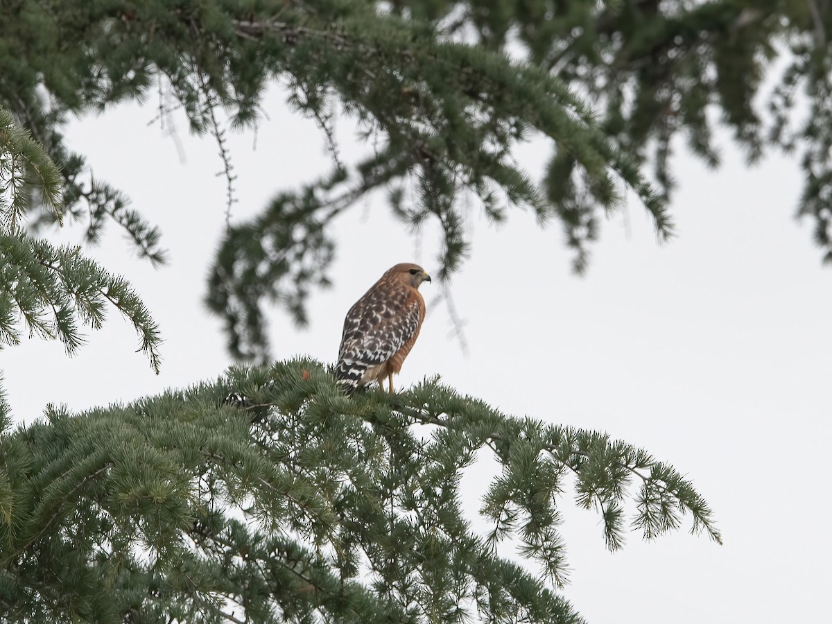 Red-shouldered Hawk - ML612417494