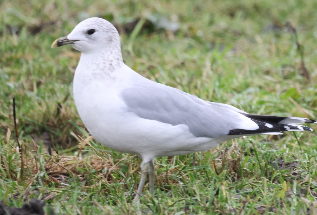 Goéland cendré - ML612417498