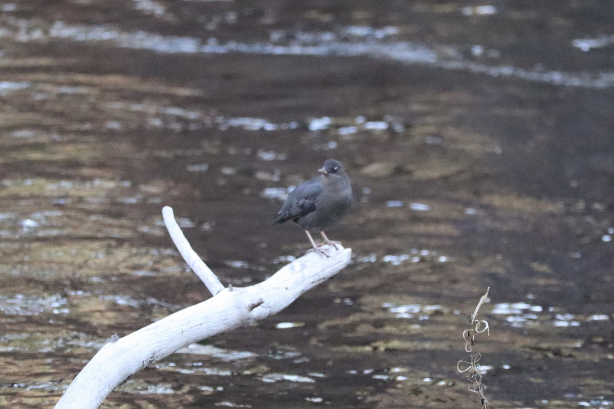 American Dipper - Summer Delehanty