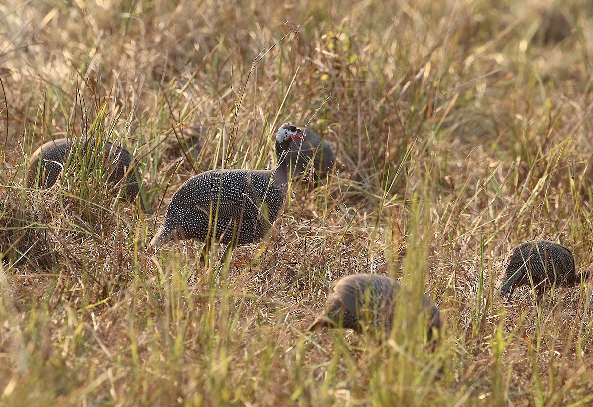 Helmeted Guineafowl - Chris Lansdell