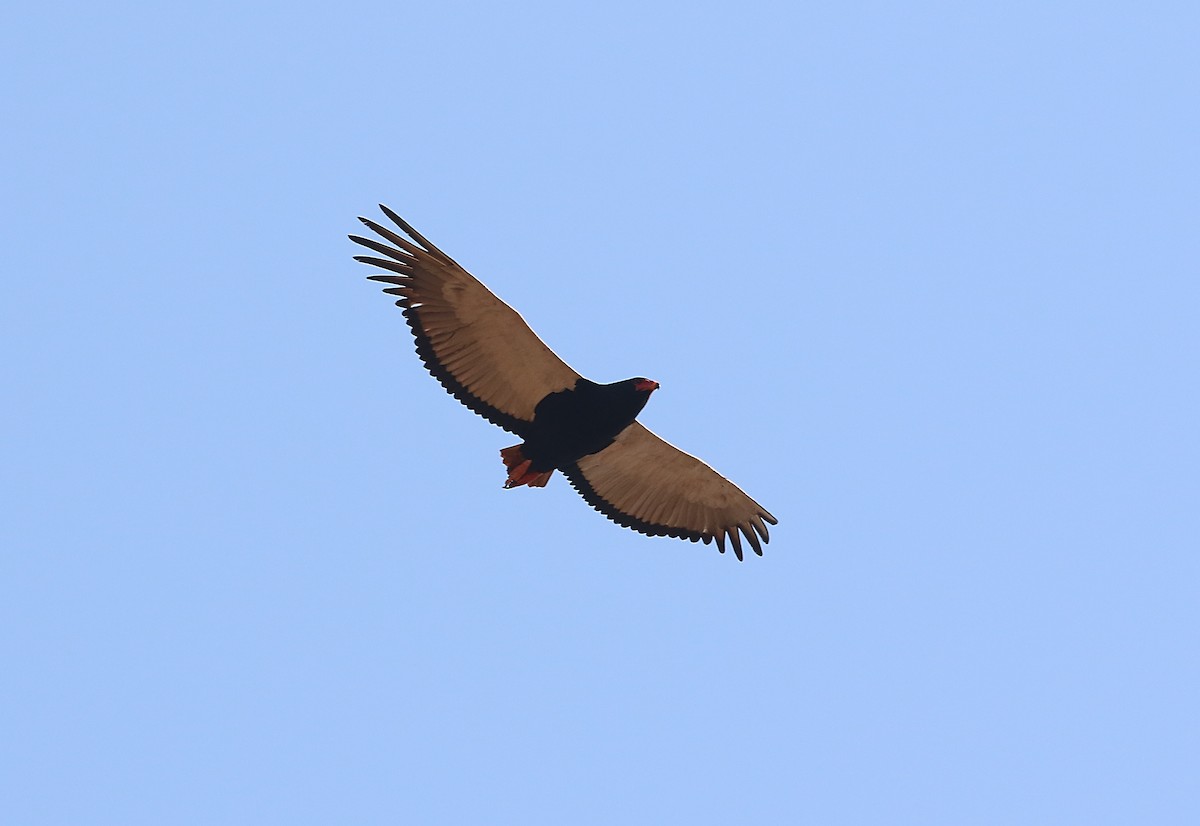 Bateleur - Chris Lansdell