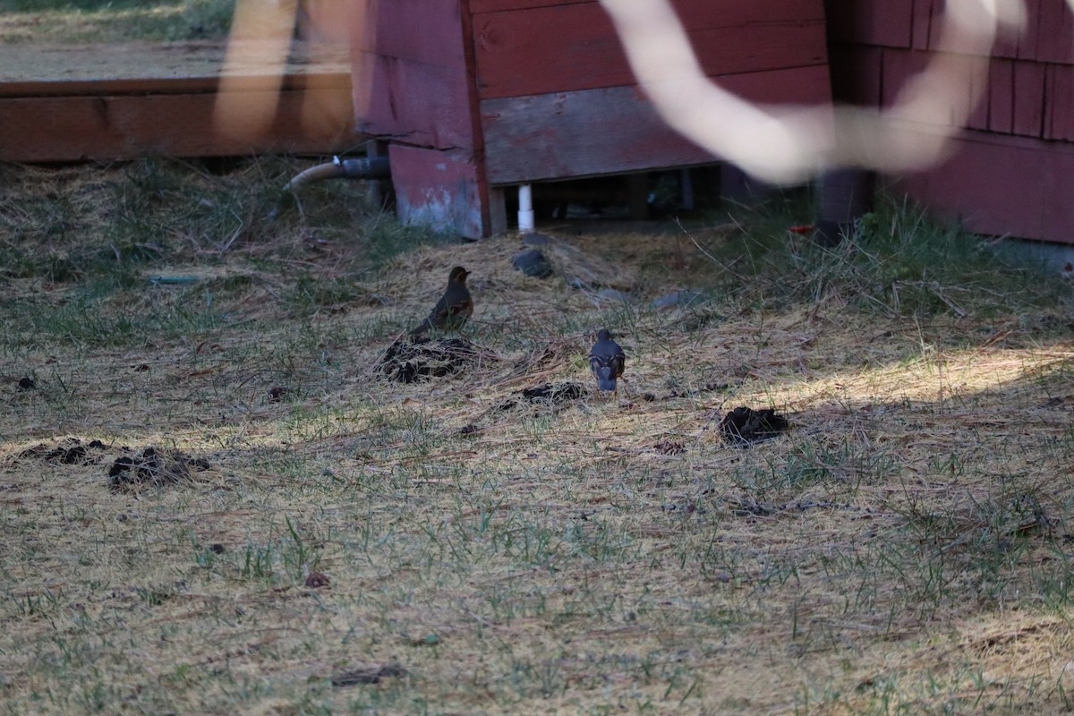 Varied Thrush - Summer Delehanty