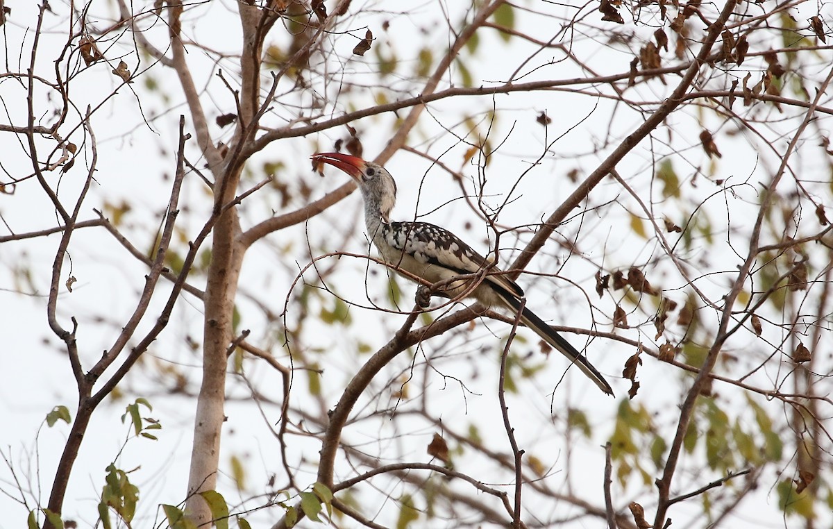 Northern Red-billed Hornbill - Chris Lansdell