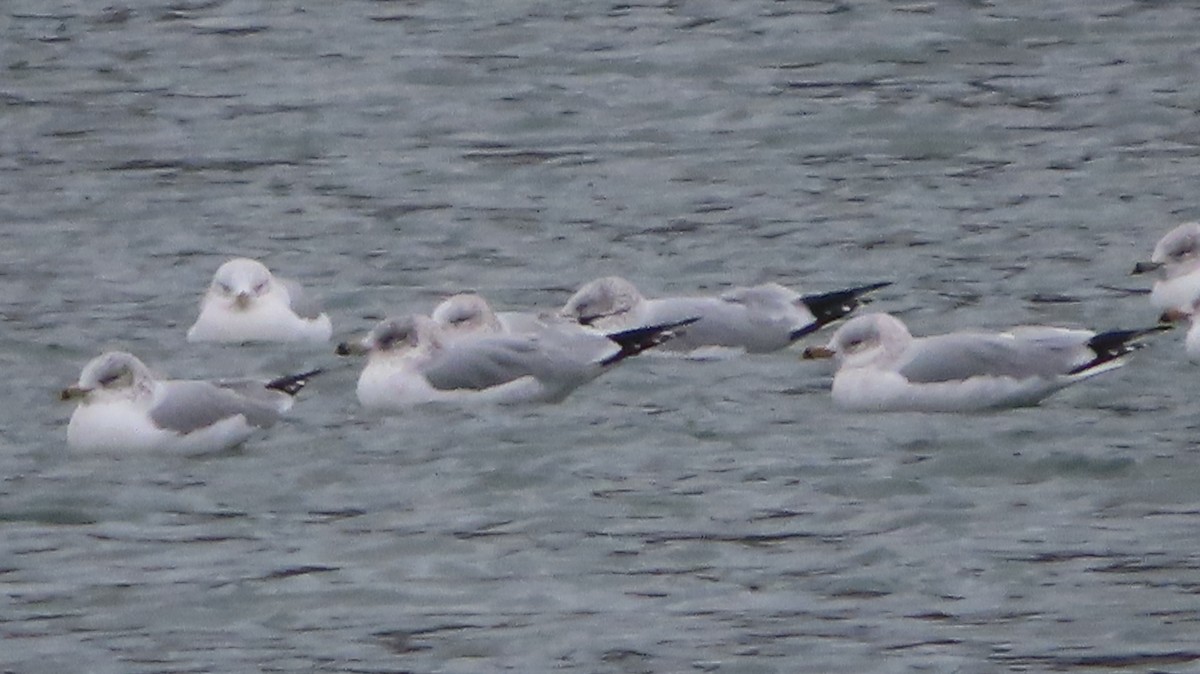 Ring-billed Gull - Gregory Allen