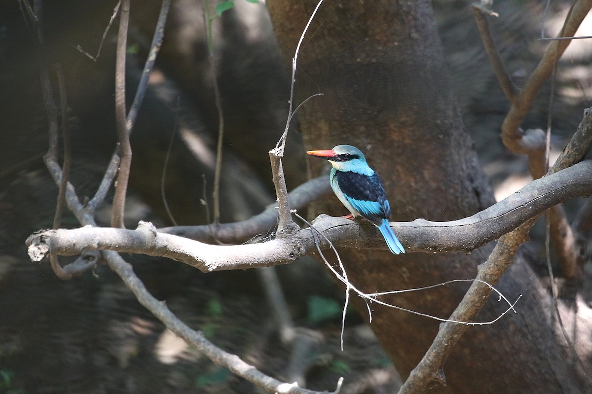 Blue-breasted Kingfisher - ML612417606