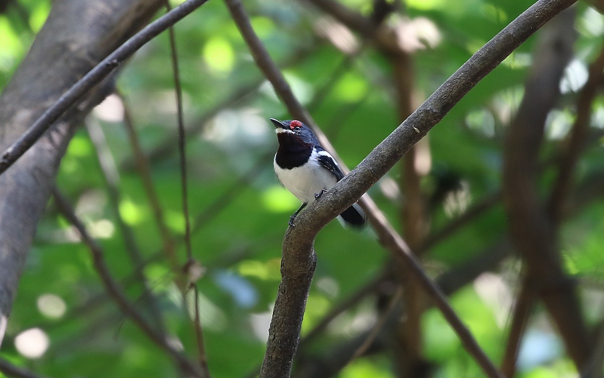 Brown-throated Wattle-eye - Chris Lansdell