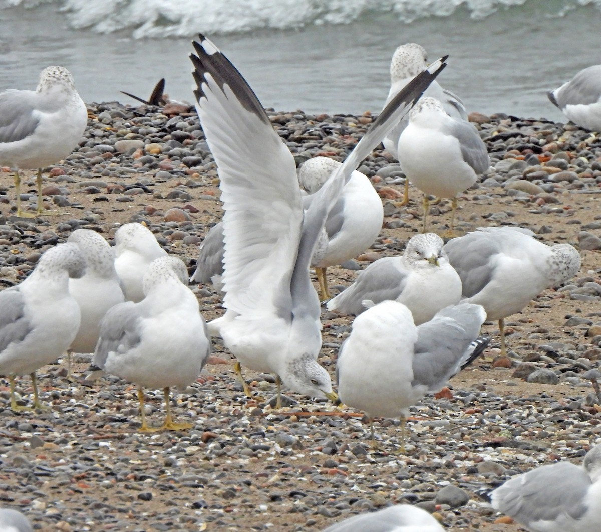 Ring-billed Gull - ML612417619