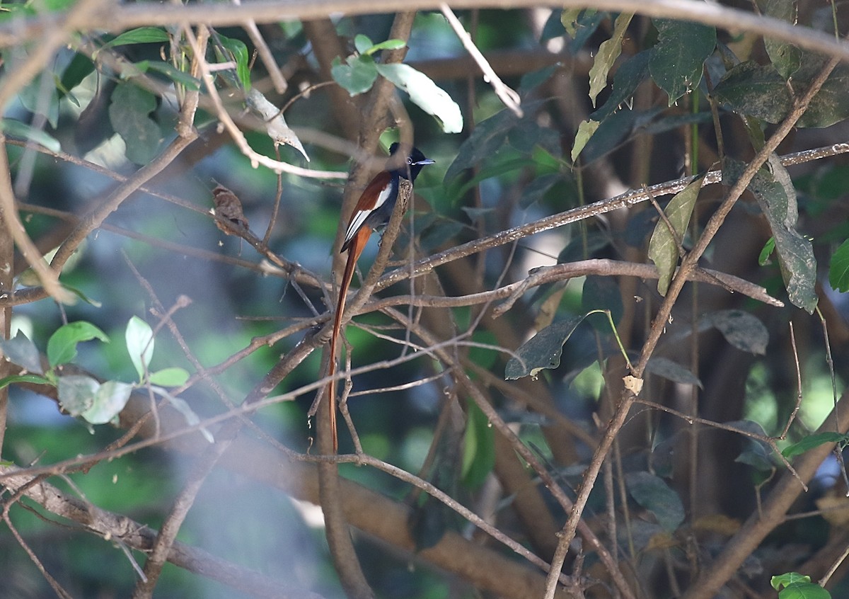 African Paradise-Flycatcher - Chris Lansdell