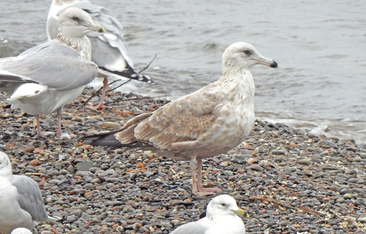 Herring Gull - ML612417629