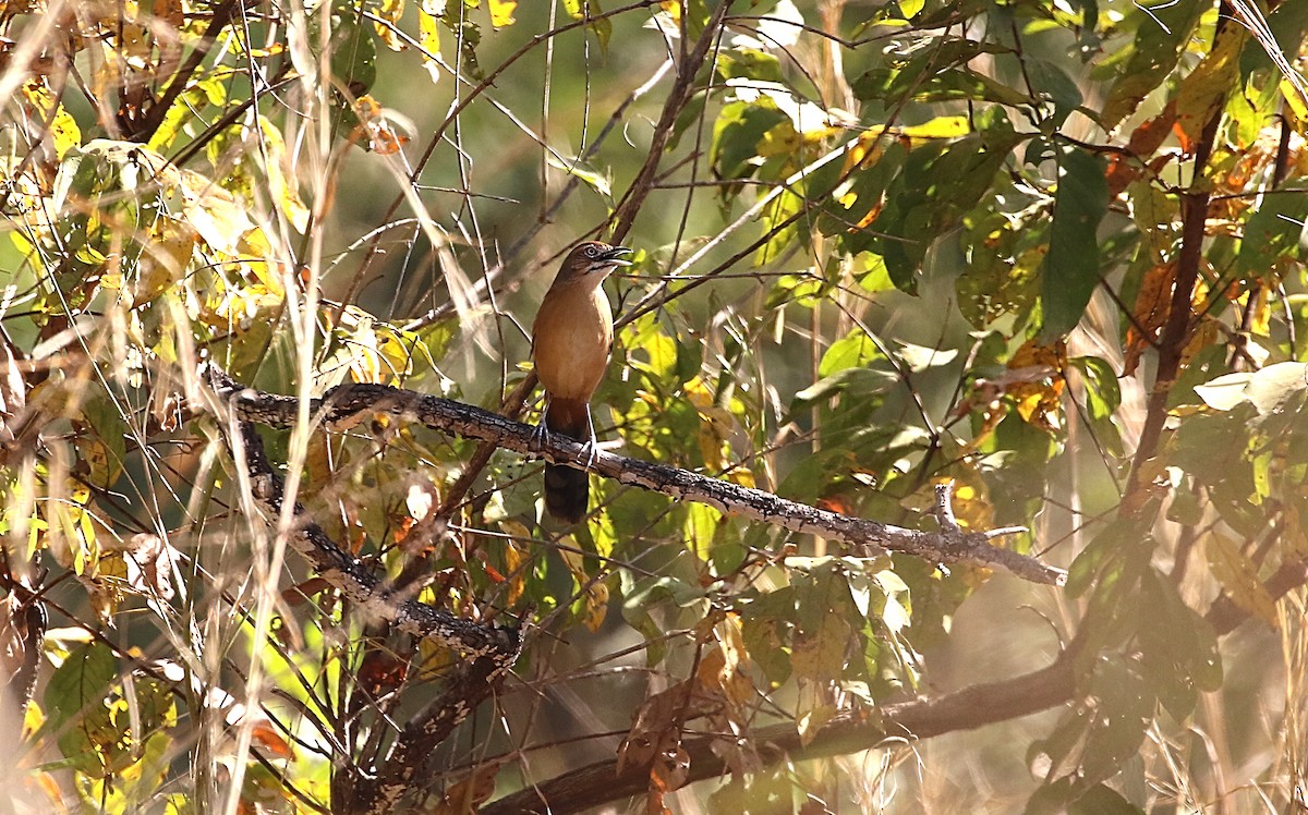 Moustached Grass-Warbler - Chris Lansdell