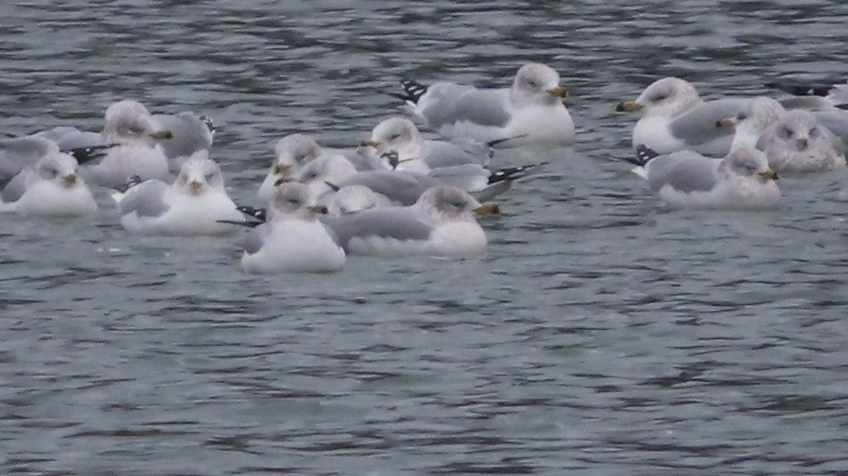 Ring-billed Gull - Gregory Allen