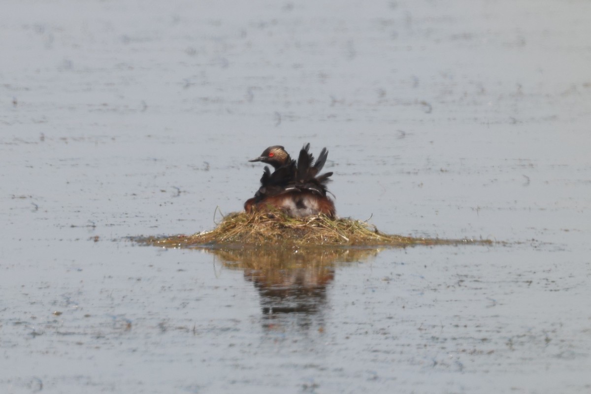 Eared Grebe - ML612417646