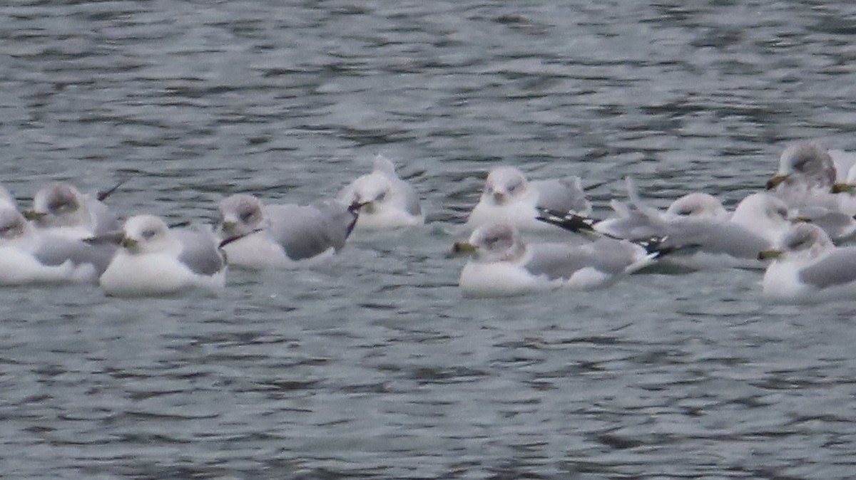 Ring-billed Gull - Gregory Allen