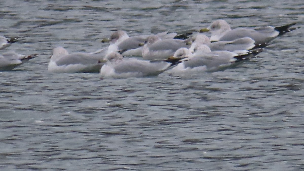 Ring-billed Gull - Gregory Allen