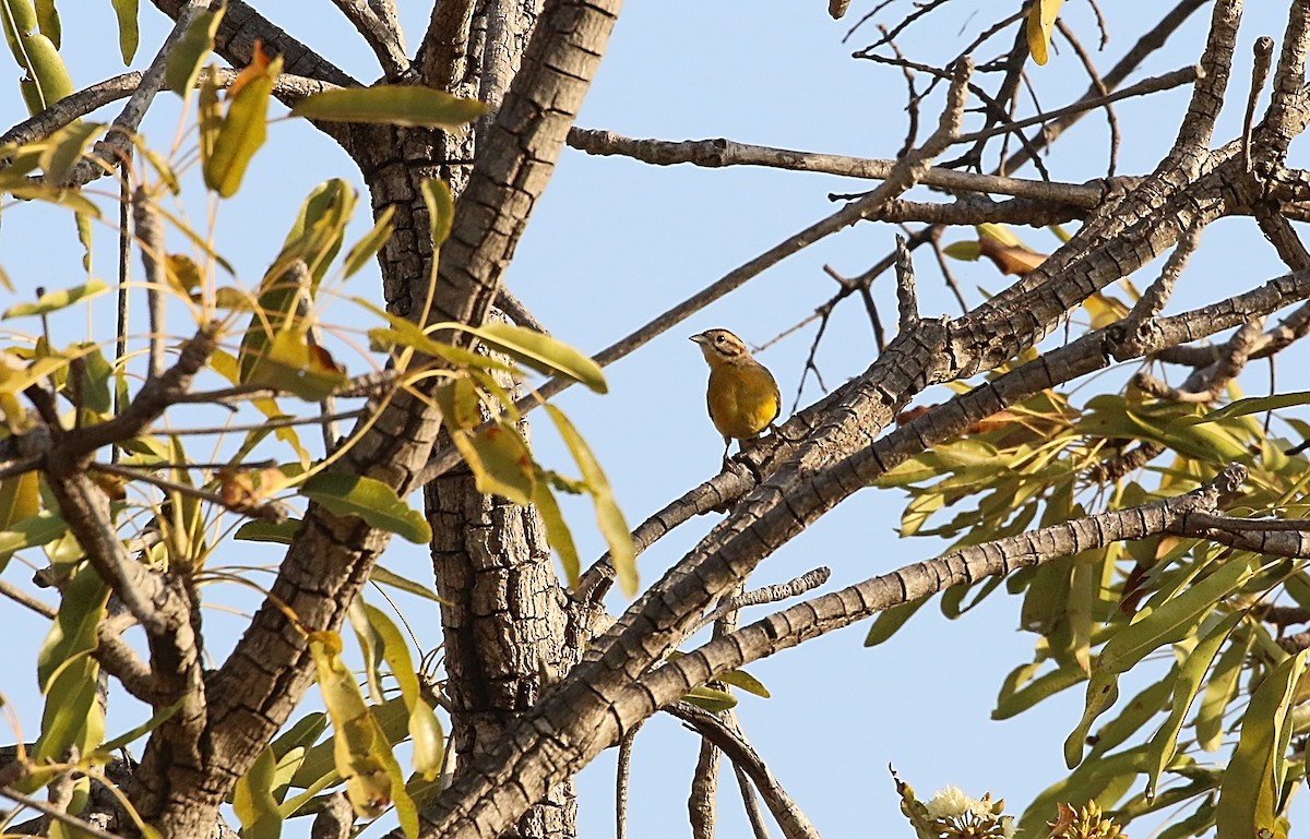 Brown-rumped Bunting - Chris Lansdell