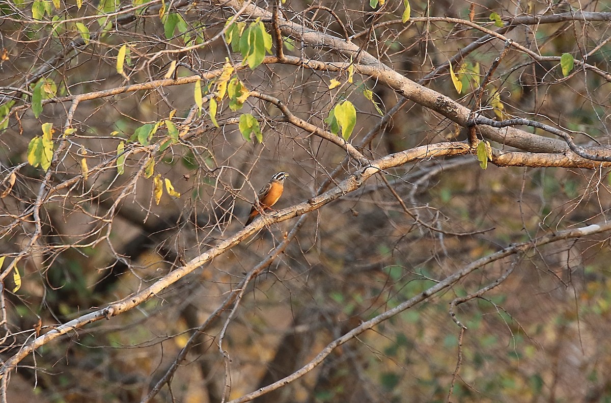 Gosling's Bunting - ML612417659