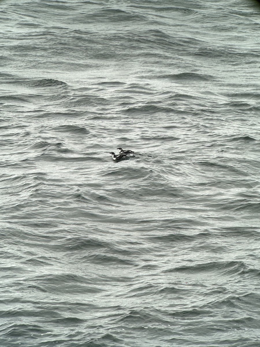 Marbled Murrelet - ML612417673