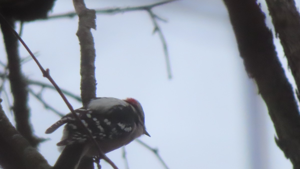 Downy Woodpecker - Gregory Allen