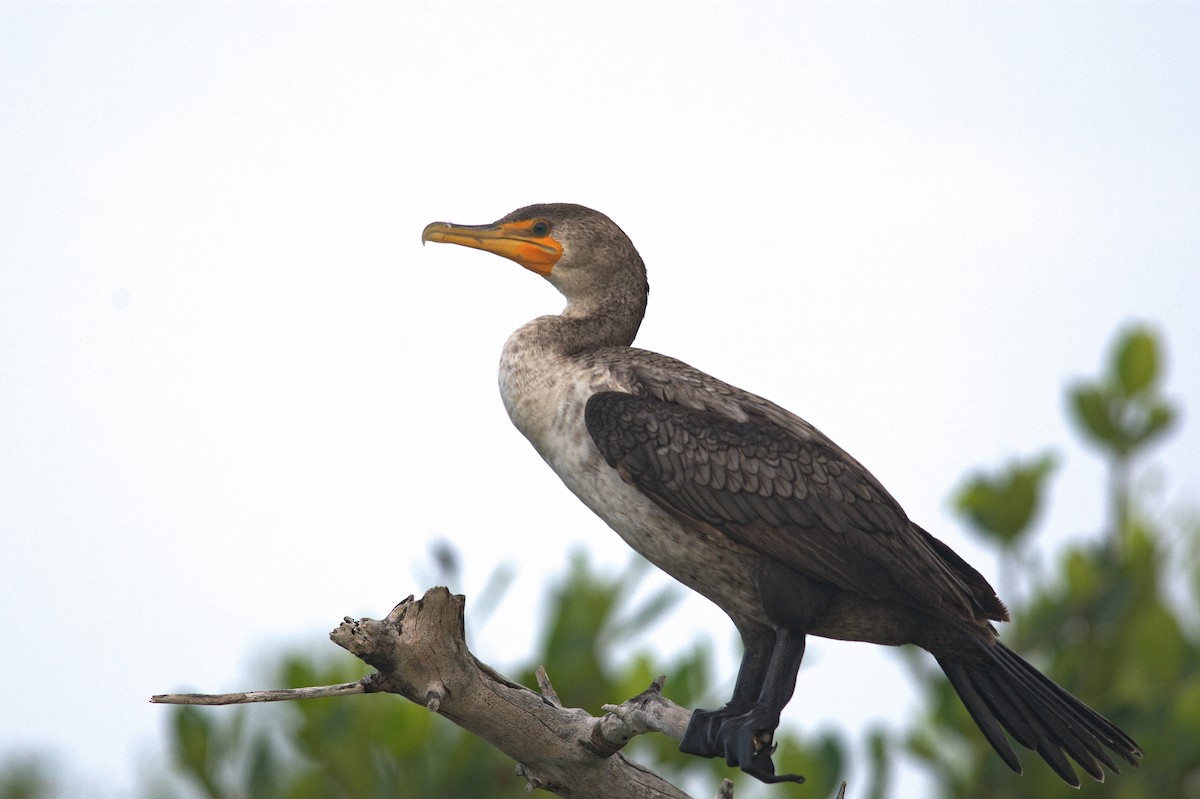 Double-crested Cormorant - ML612417830