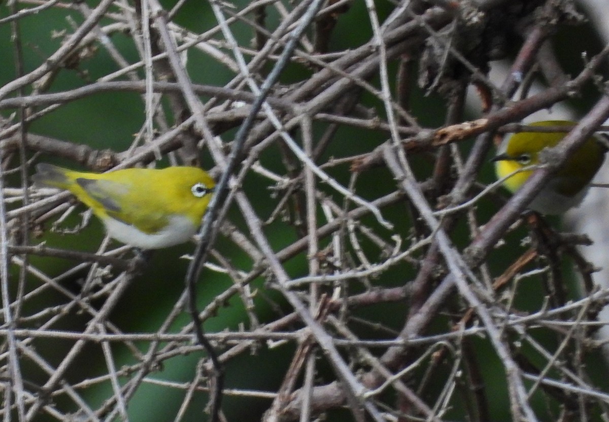 Indian White-eye - ML612417840