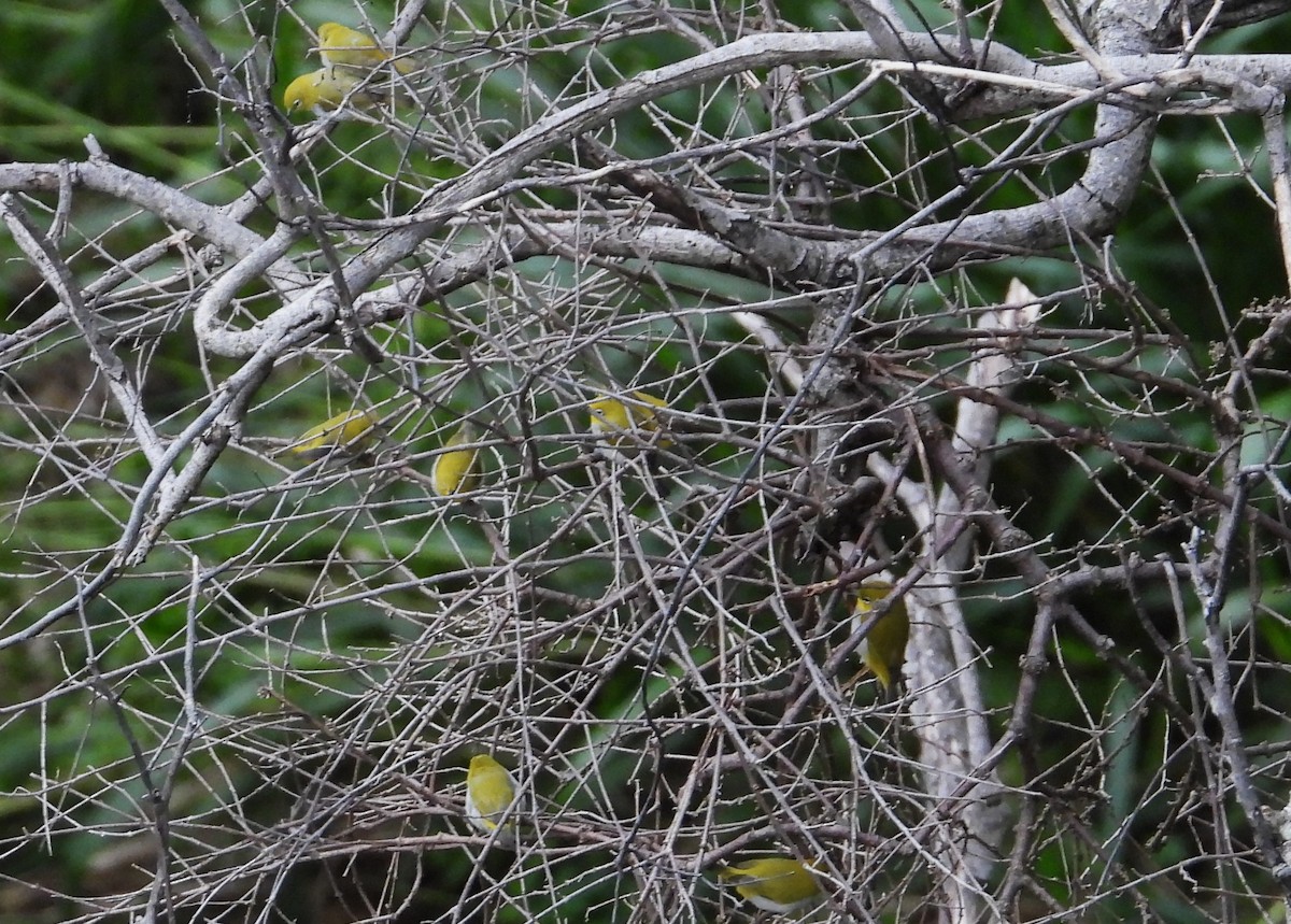 Indian White-eye - ML612417861