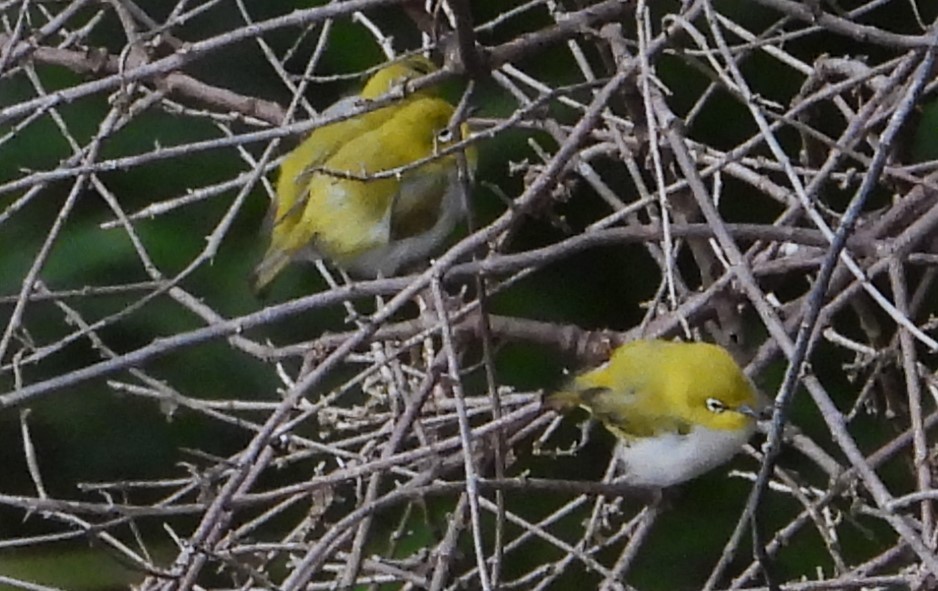 Indian White-eye - ML612417880