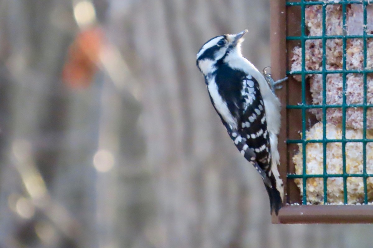 Downy Woodpecker - Anonymous